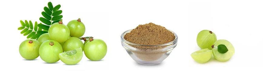 Amla Extract Powder